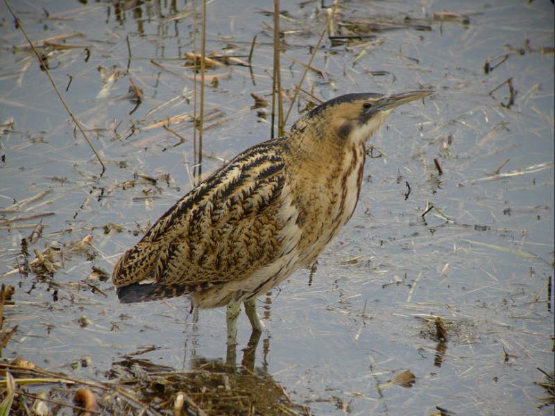 Bittern