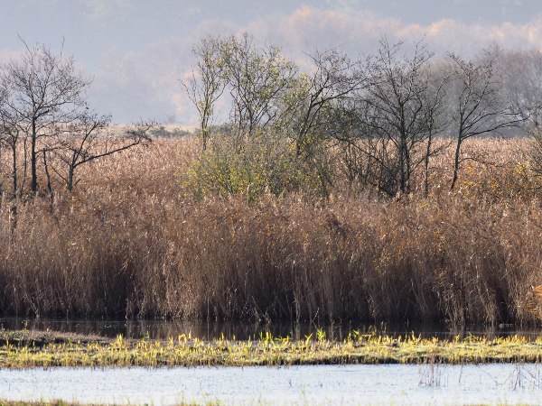 Local reedbeds
